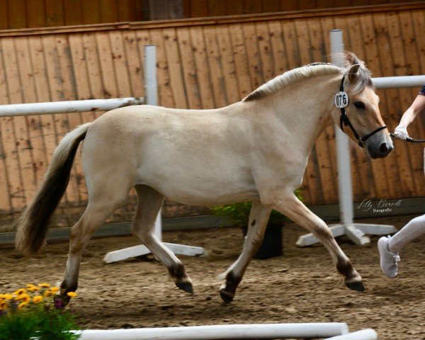 Pferd Douna (Fjordpferd, 2022, von Fjell)