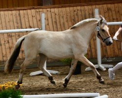 horse Douna (Fjord Horse, 2022, from Fjell)