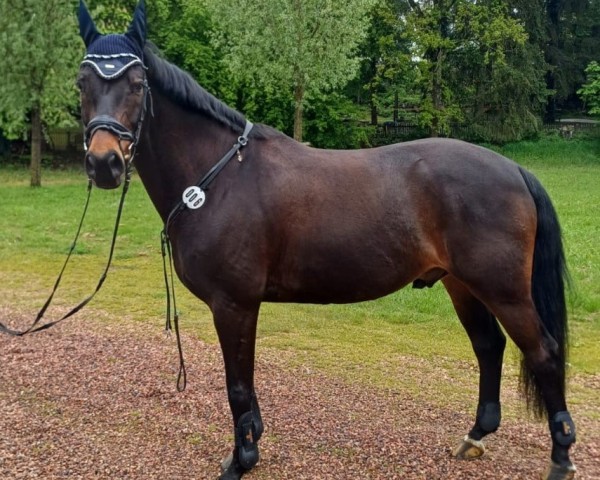 Springpferd Cornet Star 3 (Westfale, 2014, von Cornet Obolensky)