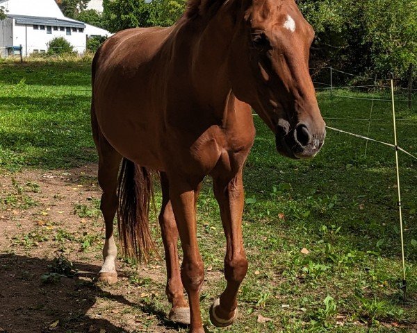 Dressurpferd Sharon (Hannoveraner, 2018, von Sensation)