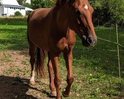 dressage horse Sharon (Hanoverian, 2018, from Sensation)