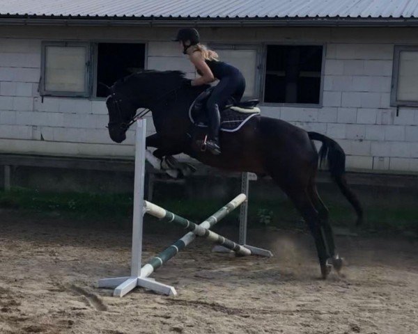 dressage horse Reiner Luxus (German Sport Horse, 2006, from Rubinero 2)