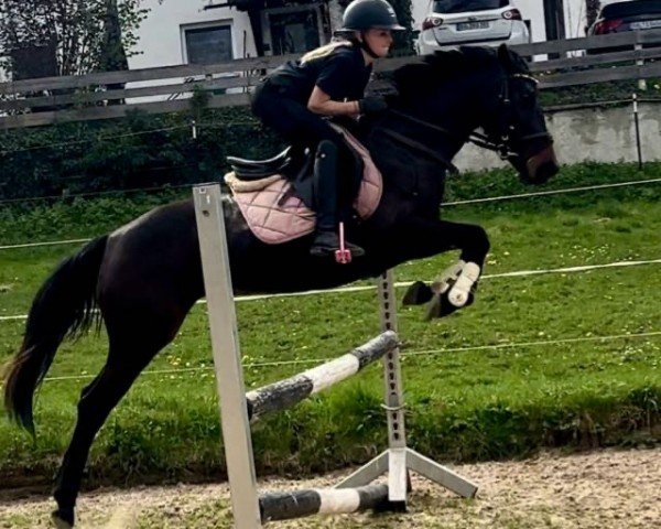 jumper Rosie Rosebud (Pony without race description, 2018)