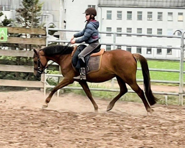 broodmare TopTwentyMay (German Riding Pony, 2020, from Nilantshoeve's Zippo)