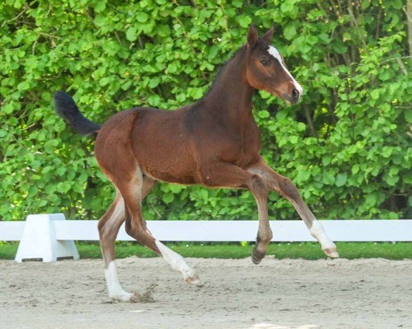 foal by Heartbeat (Westphalian, 2024, from Heartbreaker)