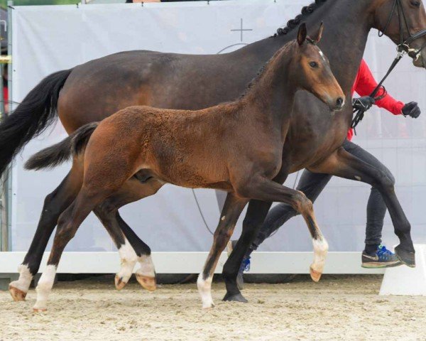 foal by Escarius (Westphalian, 2024, from Escaneno)