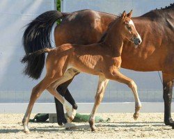 foal by Calimero (Westphalian, 2024, from Cornet Obolensky)