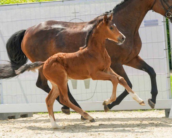 foal by Aha (Westphalian, 2024, from Alaba 2)