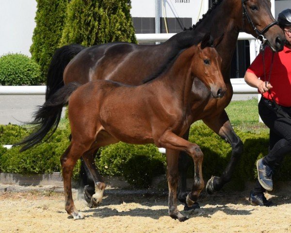 foal by Bidens (Westphalian, 2024, from Pr.H. Bingo Boy)