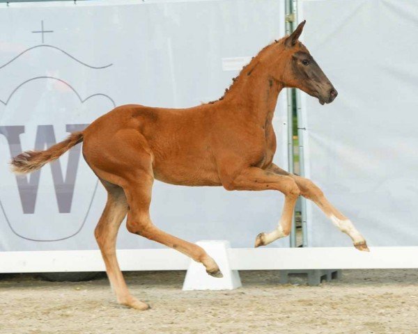 foal by Vilomena (Westphalian, 2024, from Vitalos FRH)