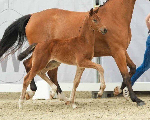 foal by Halina (Westphalian, 2024, from Highland White)