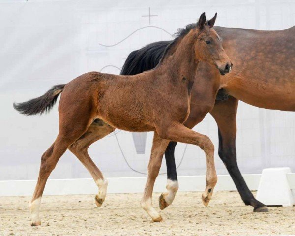 foal by El Paso (Westphalian, 2024, from Endorphin)