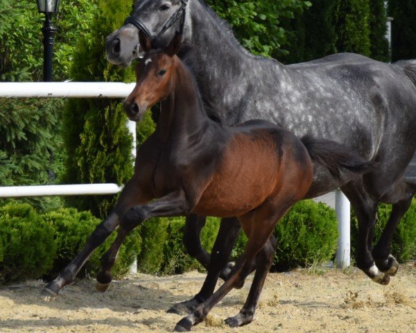 Fohlen von Constakkatos (Westfale, 2024, von Con Corneto)