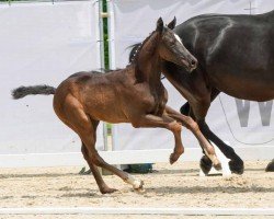 foal by Diamant Hero (Westphalian, 2024, from Diamantenglanz)