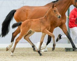 foal by Casablanca (Westphalian, 2024, from Cortez Fz)