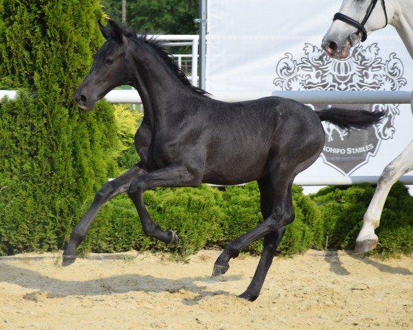 foal by Concalido EM (Westphalian, 2024, from Con Corneto)