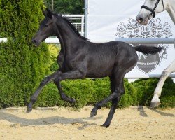 foal by Concalido EM (Westphalian, 2024, from Con Corneto)