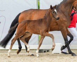 foal by Escalera K (Westphalian, 2024, from Escaneno)