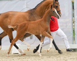 foal by Paradise Bay (Westphalian, 2024, from Perigueux)