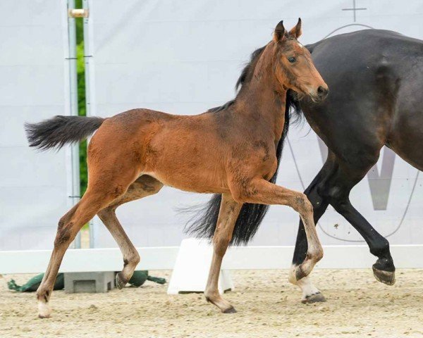 foal by Jenny Depp (Westphalian, 2024, from Johnny Depp)