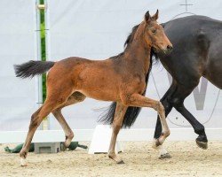 foal by Jenny Depp (Westphalian, 2024, from Johnny Depp)