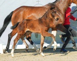 foal by Visalia (Westphalian, 2024, from Van Vermeer)