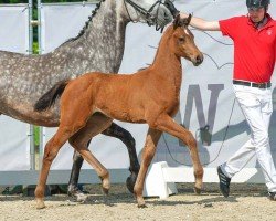 foal by Carla (Westphalian, 2024, from Crime is Blue)