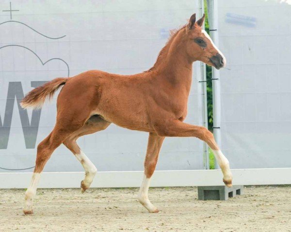 foal by Falco WF (Westphalian, 2024, from Blue Hors Farrell)