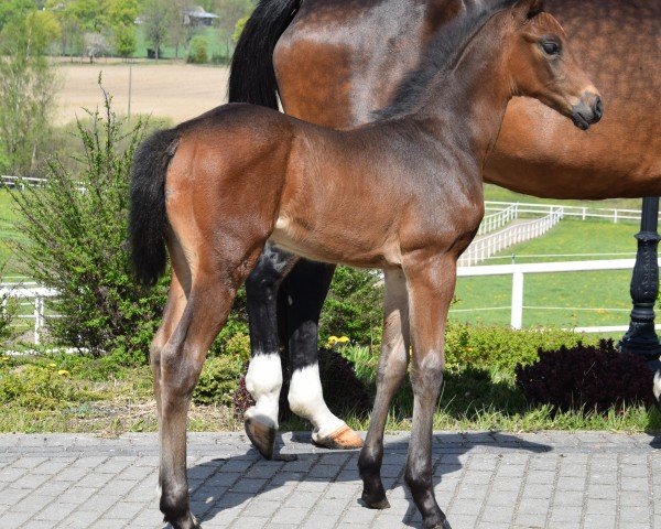 Fohlen von Billion (Oldenburger Springpferd, 2024, von Pr.H. Bingo Boy)