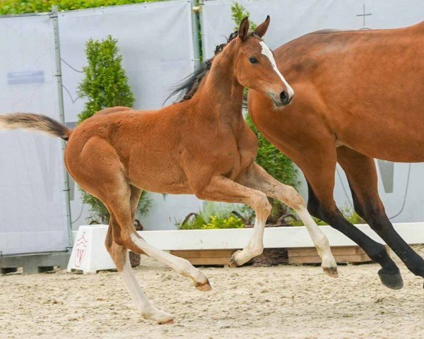 Fohlen von Carlo (Westfale, 2024, von Cashmere)