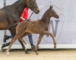 foal by Jungle Treetop (Westphalian, 2024, from Juwel)