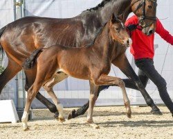 foal by Drachenblut M.O. (Westphalian, 2024, from Diamantenglanz)