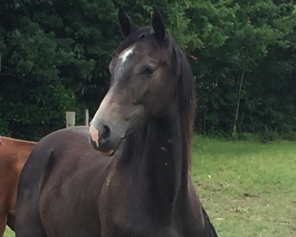 Springpferd Casalla (Holsteiner, 2015, von Casall Ask)