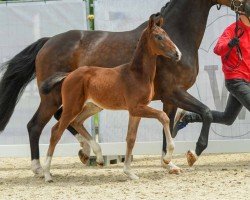 foal by Vanilla (Westphalian, 2024, from Viva Vegas)