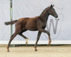 foal Succeed (Westphalian, 2024, from Succession)