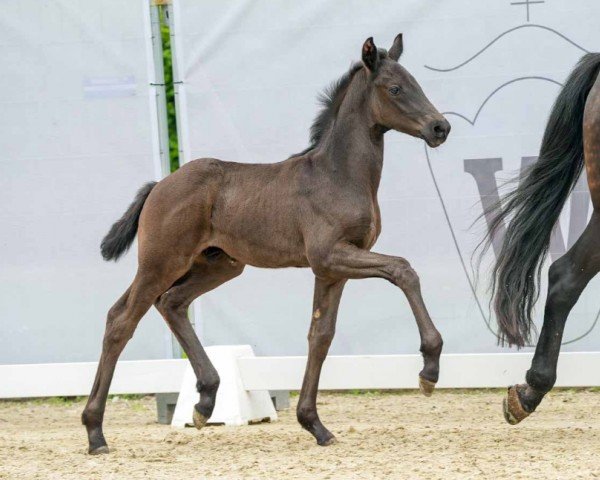 foal by Megabite (Westphalian, 2024, from Mclaren)