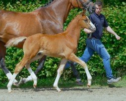 foal by Der Rosenkavalier LN (Hanoverian, 2024, from Danciano)