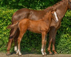 foal by Fortunia P. (Hanoverian, 2024, from Fortunio)