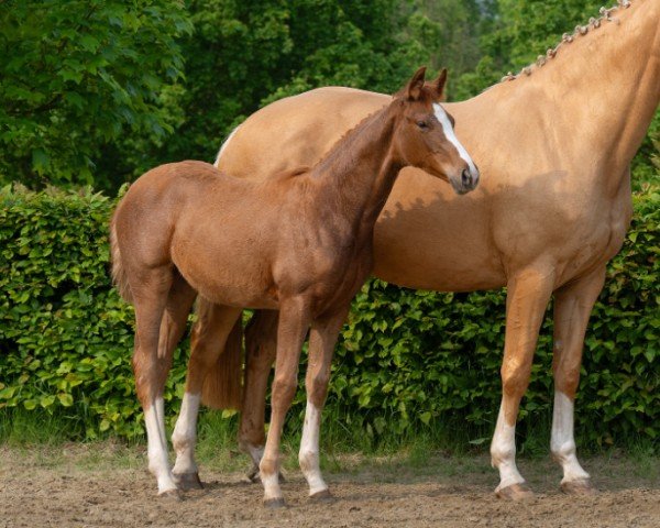 foal Zoé AJ (Rhinelander, 2024, from Zoomaton MW)