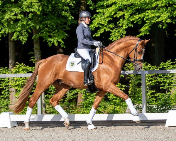 stallion Zoomaton MW (Hanoverian, 2019, from Zoom)