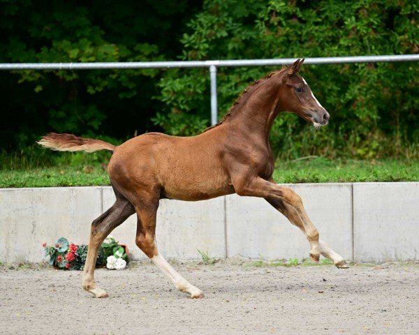 dressage horse Zorro (German Sport Horse, 2023, from Zoomaton MW)