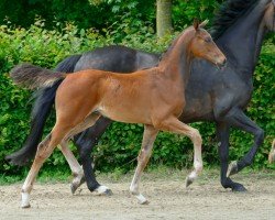 foal Ferdinand B (Hanoverian, 2024, from Fürst Zonik PS)