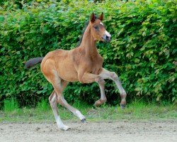 foal by Dark Temptation (Hanoverian, 2024, from Diamantenglanz)