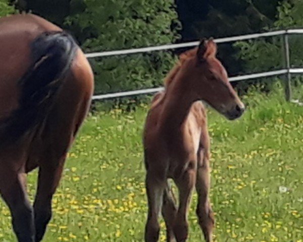 foal by Elegante (Trakehner, 2024, from Luecke)