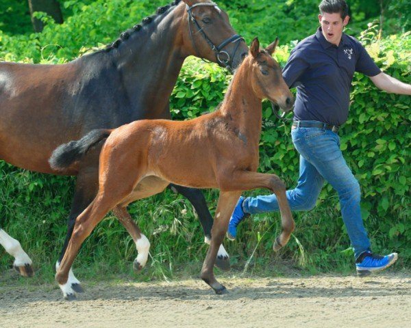 foal by Elisajah (Hanoverian, 2024, from Escaneno)