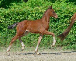 foal by Falcao (Hanoverian, 2024, from Fynch Hatton)