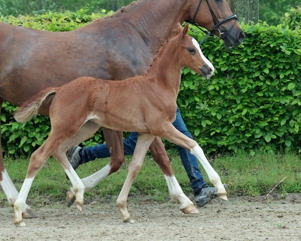 dressage horse Bologna (Hanoverian, 2023, from FS Bloomberg)