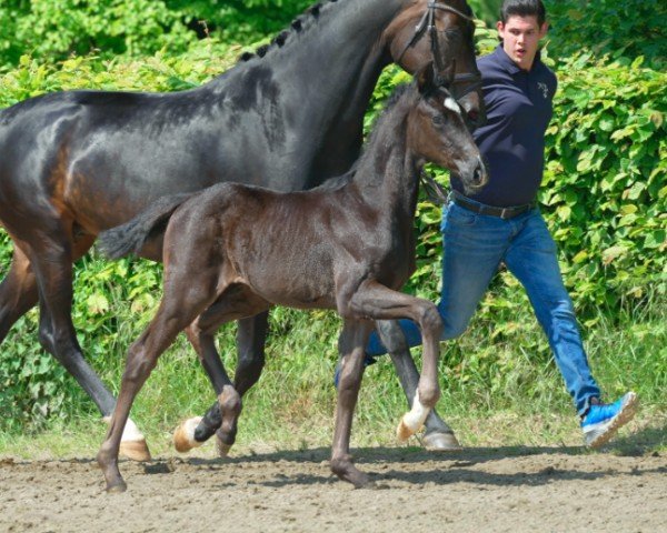 dressage horse Vico (Hanoverian, 2024, from Vision)