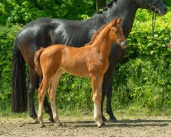 foal by Biskaya (Hanoverian, 2024, from By your Side 3)