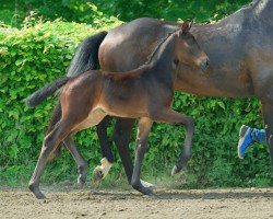 foal by Ipanema (Hanoverian, 2024, from Iowa Gold)